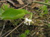 200604291553 White Violet (Viola renifolia) - Isabella Co.JPG