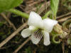 200604291553b White Violet (Viola renifolia) - Isabella Co.JPG