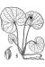 200605 White Violet (Viola renifolia) - USDA Illustration.jpg