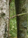 200209150177 Virginia Creeper (Parthenocissus quinquefolia) - Mt Pleasant.jpg