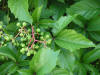 200507308267 Virginia Creeper (Parthenocissus quinquefolia) berries - Bridal Veil Falls.jpg