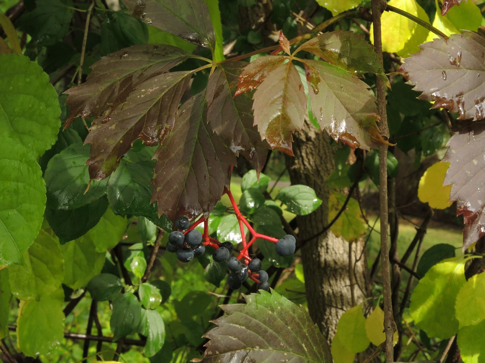 201409211543002 Virginia Creeper (Parthenocissus quinquefolia) vine with blue berries - Oakland Co, Michigan.JPG