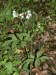 200106092288 Virginia Waterleaf (Hydrophyllum virginianum) - Sleeping Bear Dunes.jpg