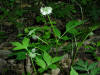200306010393 Virginia Waterleaf or Shawnee salad (Hydrophyllum virginianum) - Rochester.jpg