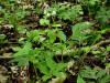 200306010394 Virginia Waterleaf or Shawnee salad (Hydrophyllum virginianum) - Rochester.jpg