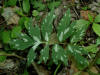 200306010396 Virginia Waterleaf or Shawnee salad (Hydrophyllum virginianum) - Rochester.jpg