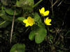 200404180325 Marsh-Marigold, Cowslip (Caltha palustris) - Isabella Co.jpg