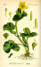 200504 Marsh-Marigold, Cowslip (Caltha palustris) - Otto Wilhelm Thom Illustration.jpg