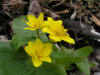 200604291540 Marsh-Marigold aka Cowslip (Caltha palustris) - Isabella Co.JPG