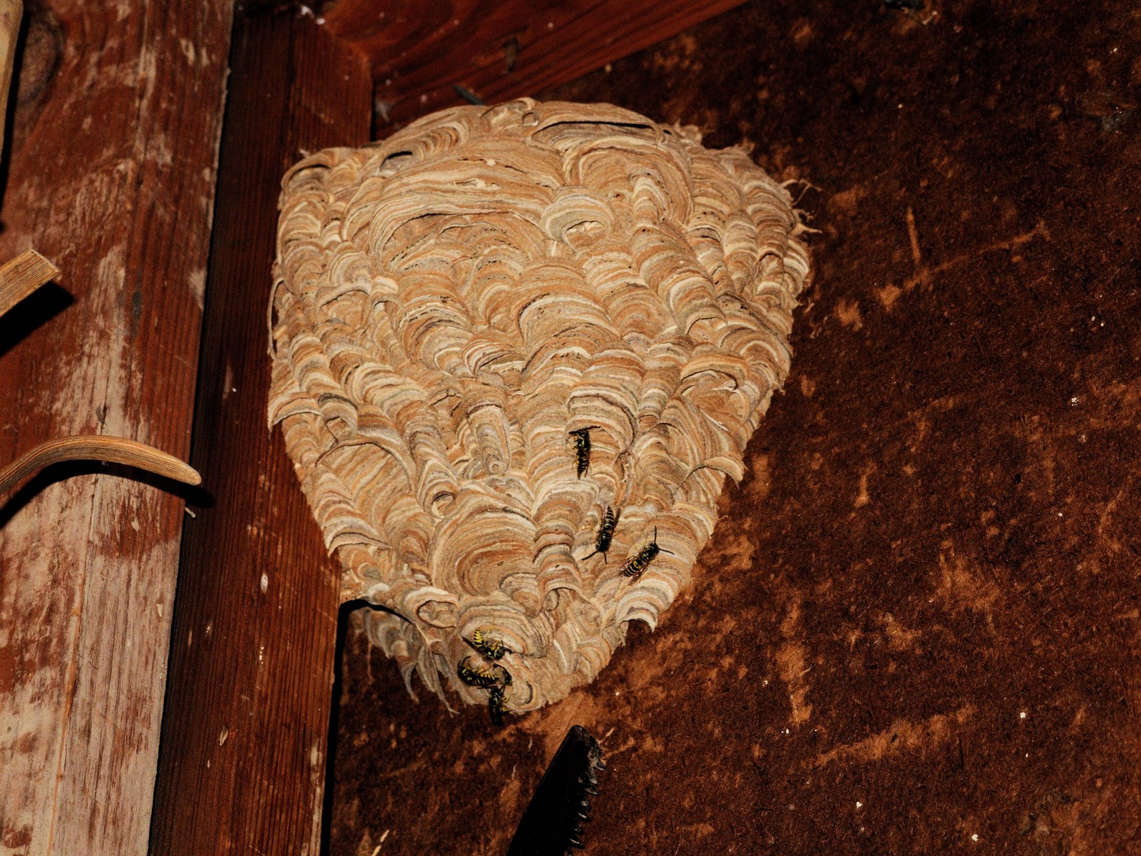20160908195949001 Common Yellow Jackets aka Common Wasp (Vespula vulgaris) nest in garage - Oakland Co.JPG
