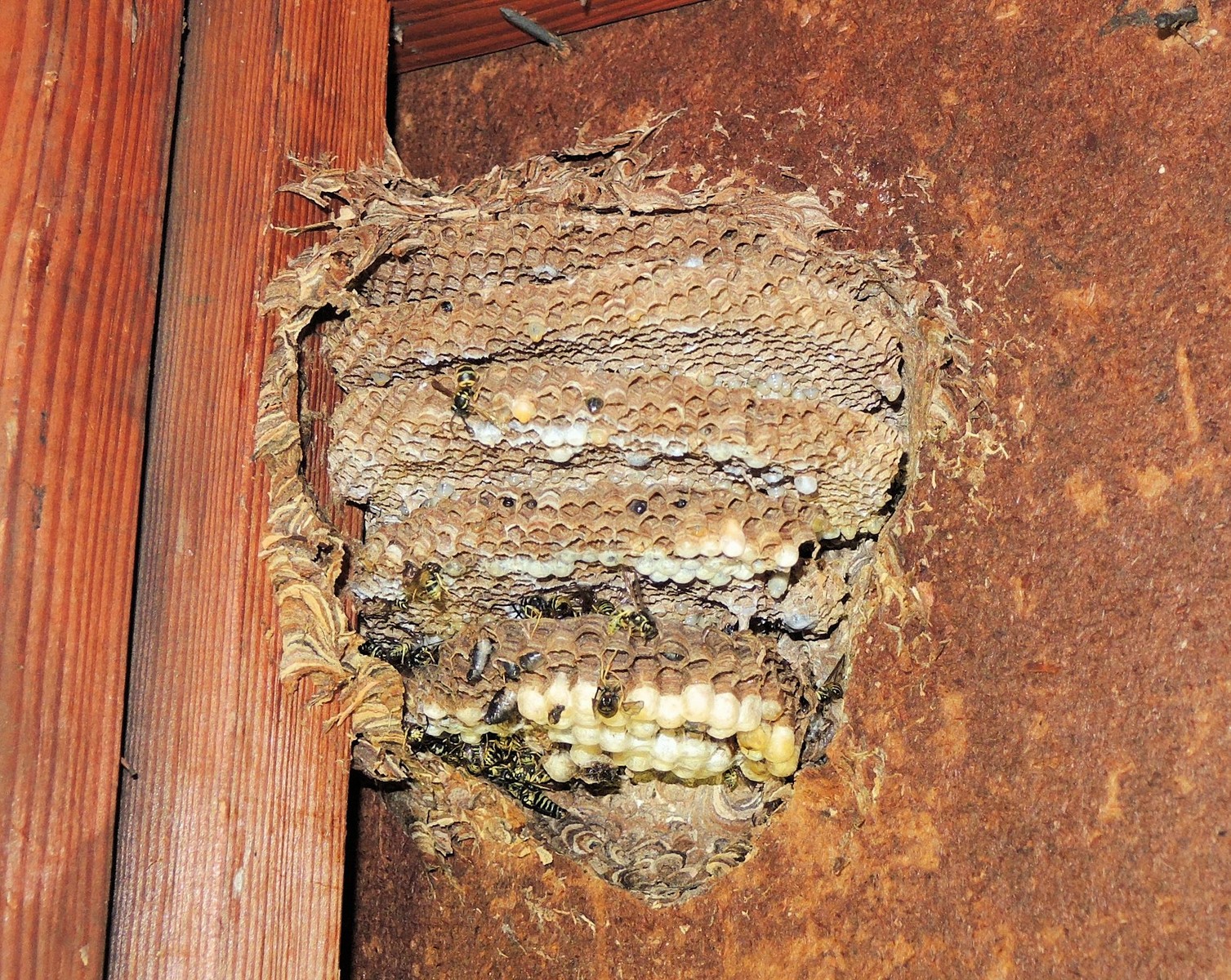 20160910101122012 Common Yellow Jackets aka Common Wasp (Vespula vulgaris) nest in garage - Oakland Co.JPG