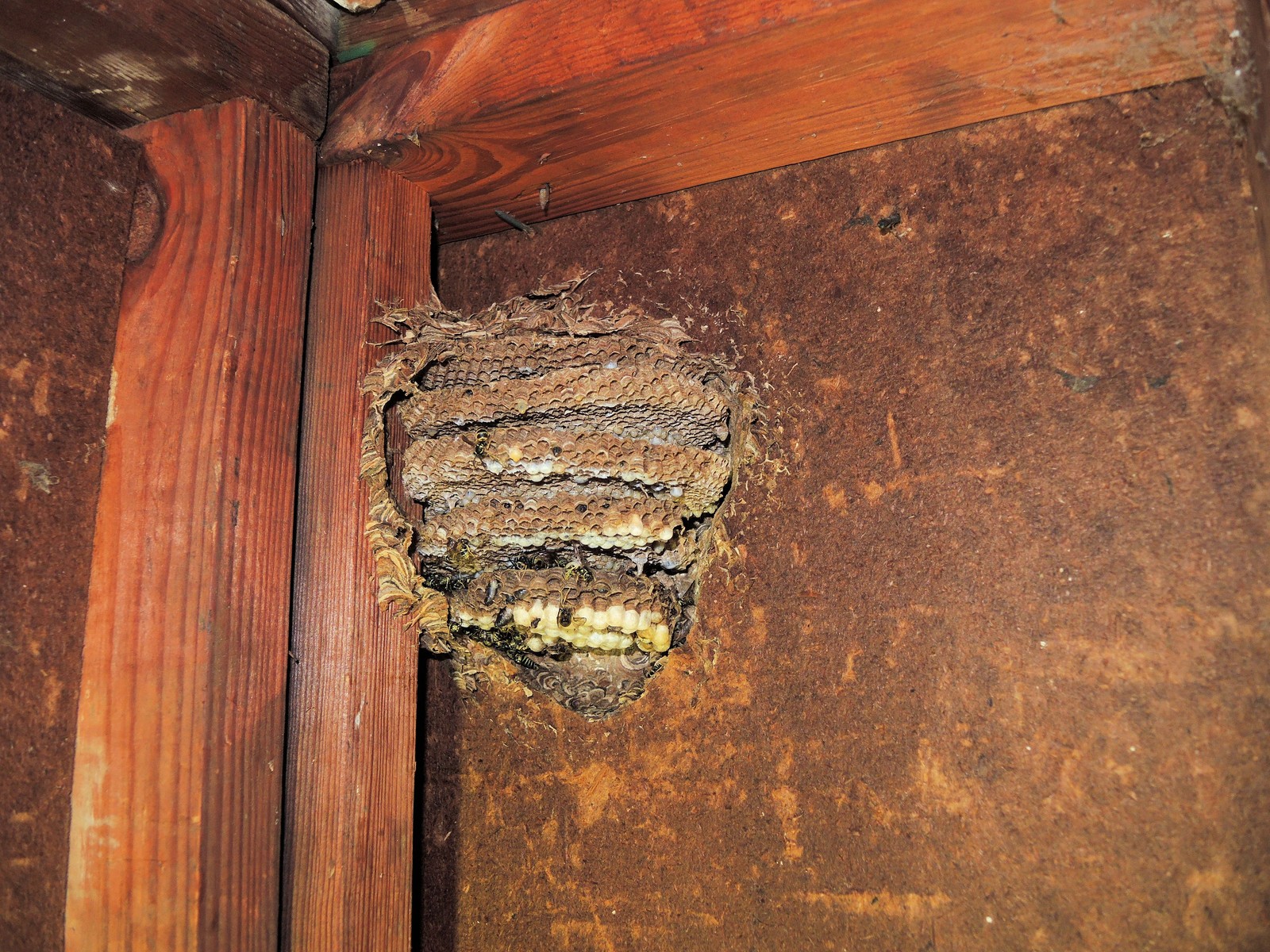 20160910101157013 Common Yellow Jackets aka Common Wasp (Vespula vulgaris) nest in garage - Oakland Co.JPG