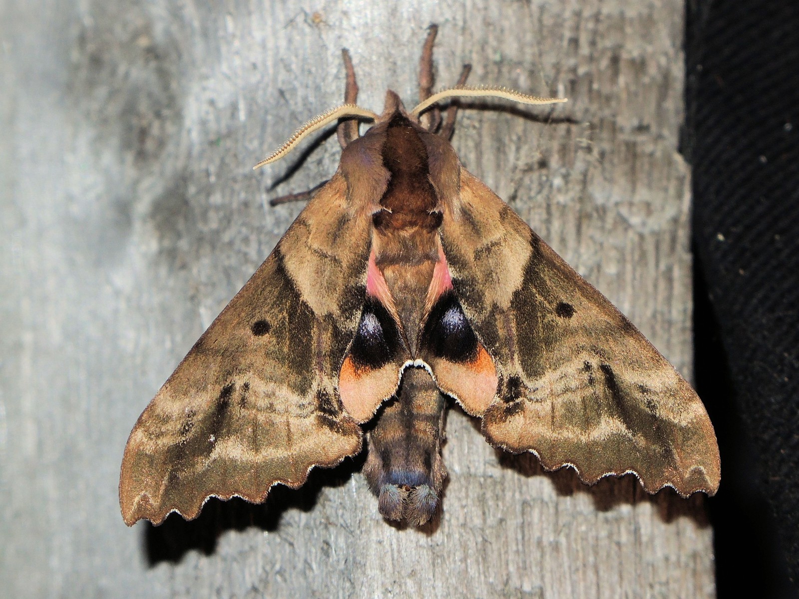 201407302307081 Blinded Sphinx Moth (Paonias excaecata) - Manitoulin Island.JPG