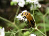 200508148863 Colorado Soldier Beetle (Chauliognathus basalis) - Oakland Co.JPG