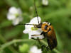 200508148866 Colorado Soldier Beetle (Chauliognathus basalis) - Oakland Co.JPG