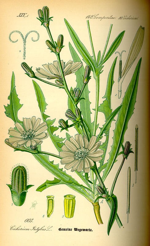 201105 Chicory (Cichorium intybus) - Thome Illustration.jpg