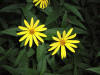 200308231316 Woodland Sunflower (Helianthus divaricatus) - Rochester.jpg