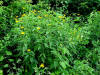 20070704172809 Woodland Sunflower (Helianthus divaricatus) - Oakland Co.JPG