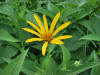 20070704172910 Woodland Sunflower (Helianthus divaricatus) - Oakland Co.JPG