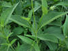 20070704172911 Woodland Sunflower (Helianthus divaricatus) - Oakland Co.JPG