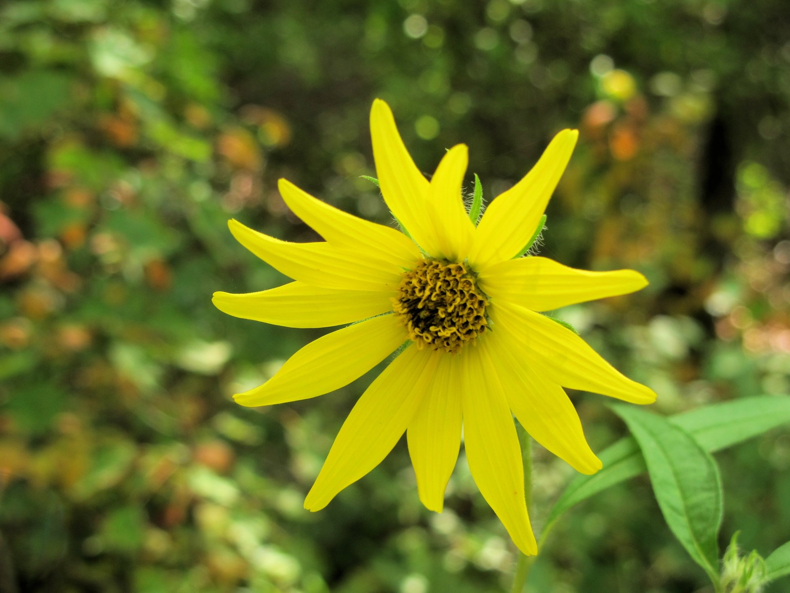 201209021231007 Woodland Sunflower (Helianthus divaricatus) - Bald Mountain R.A., Oakland Co, MI.JPG