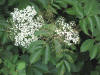 20070704172408 European Black Elderberry (Sambucus nigra) - Oakland Co.JPG