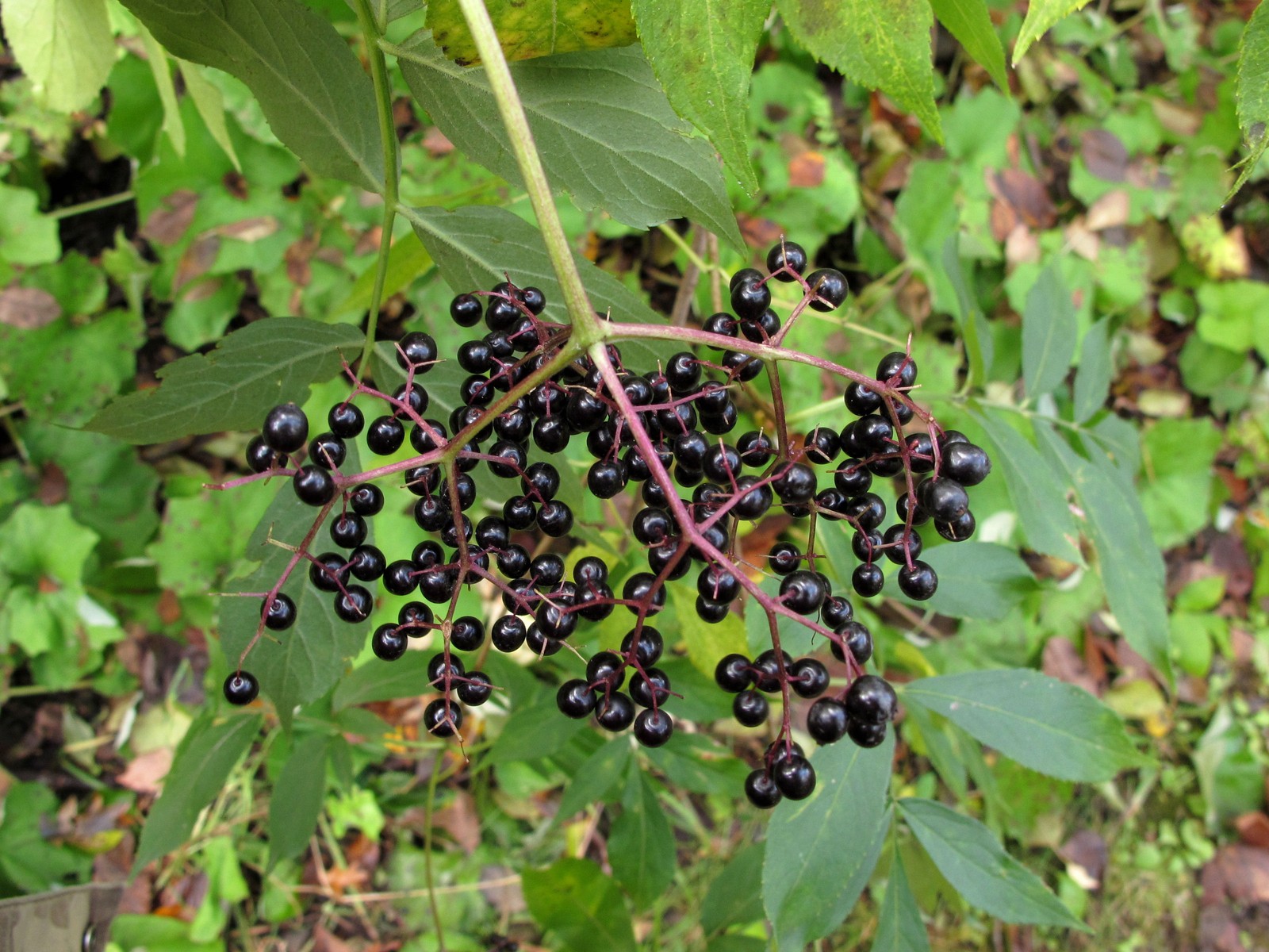 201110011247015 Black Elderberry (Sambucus nigra) black or dark blue berries - Bald Mountain RA, Oakland Co, MI.JPG