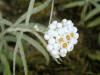 ../Everlasting, pearly/200108062788 Pearly Everlasting.htm