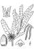 200506 Sweet Fern  (Comptonia peregrina) - USDA Illustration.JPG