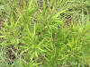 200506186928 Sweet Fern  (Comptonia peregrina) - Isabella Co.jpg