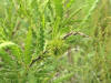 200506186930 Sweet Fern  (Comptonia peregrina) - Isabella Co.jpg