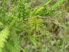 200506186931 Sweet Fern  (Comptonia peregrina) - Isabella Co.jpg