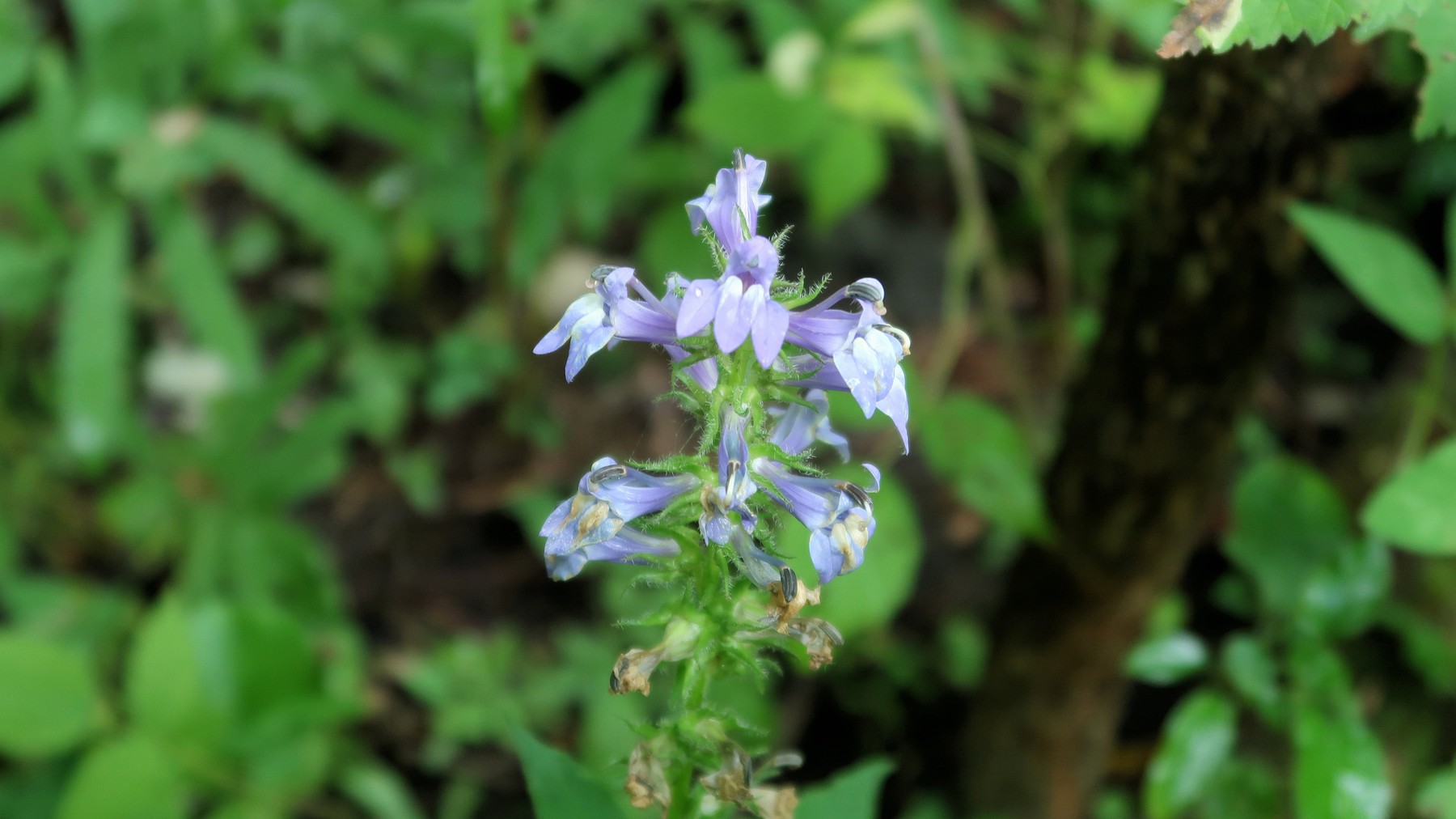 202009091141025 Great Blue Lobelia (Lobelia siphilitica) flowers - Bald Mountain RA.JPG