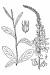 200707 Palespike Lobelia (Lebelia spicata) - USDA Illustration.jpg