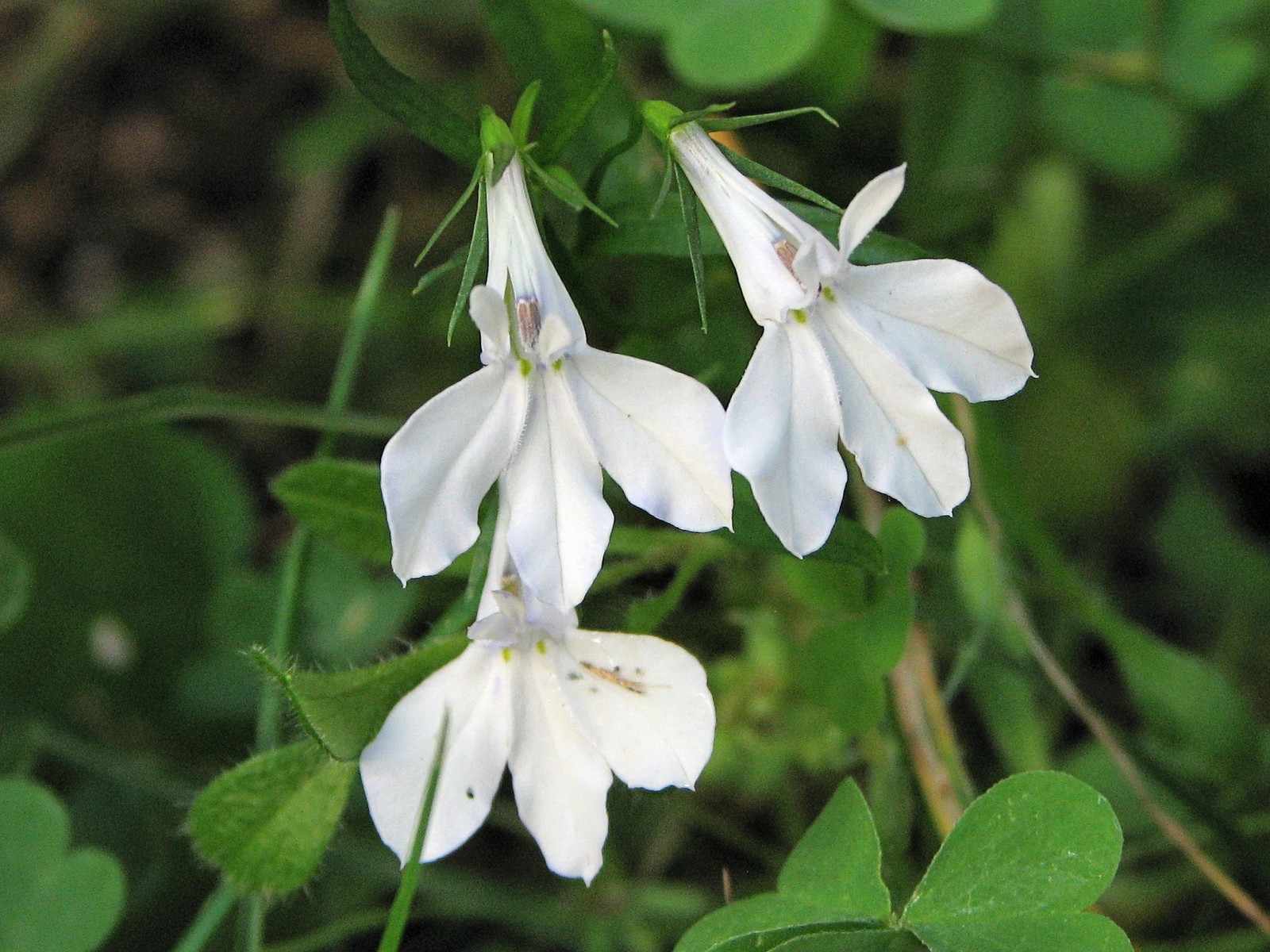200808251815010 Palespike Lobelia (Lobelia spicata) white flowers - Oakland Co.JPG