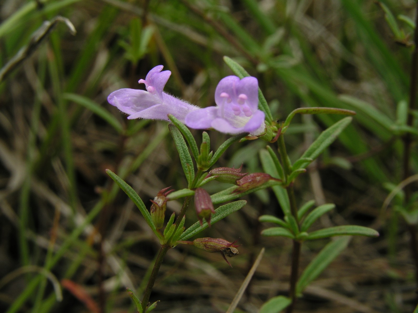 200508048625 Limestone Calamint (Clinopodium arkansanum) - Misery Bay, Manitoulin.jpg