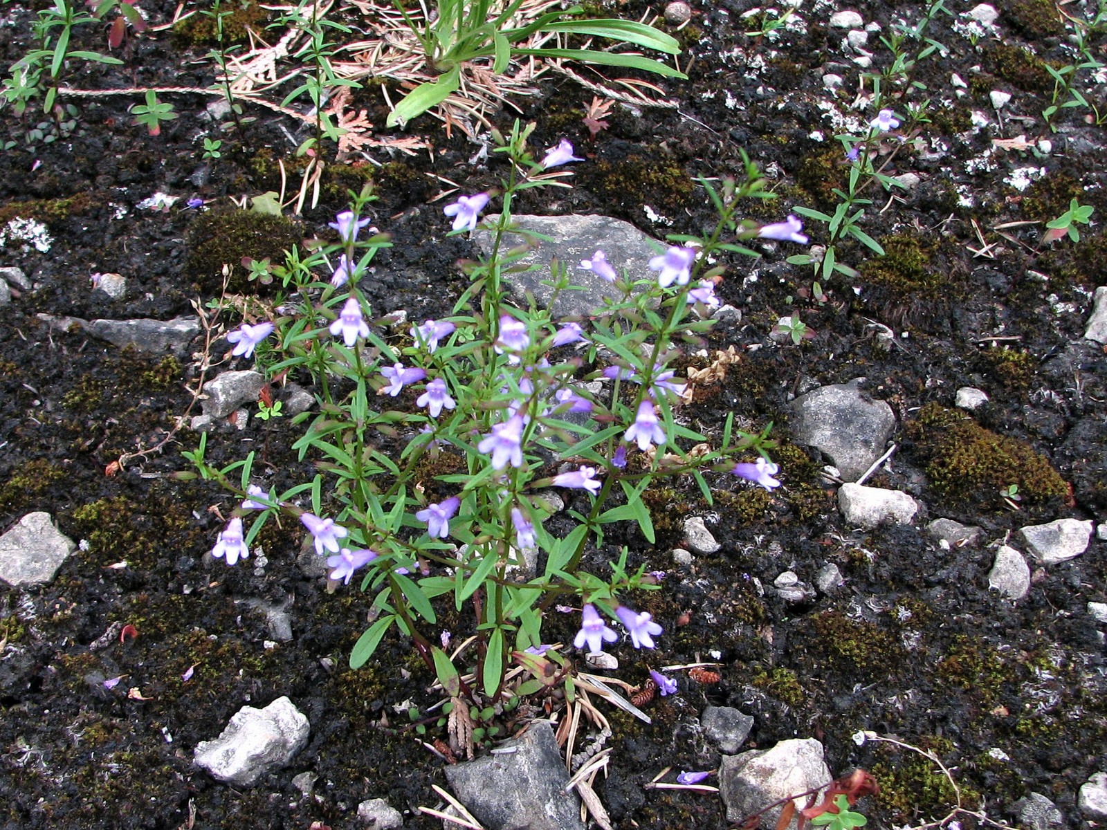 200808051354080 Limestone Calamint (Clinopodium arkansanum) - Misery Bay, Manitoulin Island.JPG