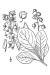 200606 Waxflower Shinleaf (Pyrola elliptica) - USDA Illustration.jpg