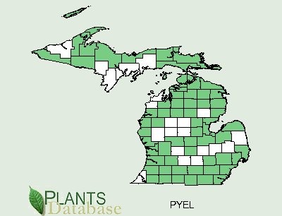 200606 Waxflower Shinleaf (Pyrola elliptica) - USDA MI Distribution Map.jpg