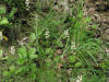 20060702174700 Waxflower Shinleaf (Pyrola elliptica) - Manitoulin Island.JPG