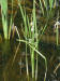 200107030001 Bur-Reed, giant (Sparganium eurycarpum) - Manitoulin.jpg