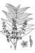 200602 Tree of Heaven (Ailanthus altissima) - USDA Illustration.jpg
