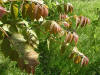 200605221199 Tree of Heaven (Ailanthus altissima) seed pods - Wayne Co.JPG