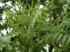 200606071588 Tree of Heaven (Ailanthus altissima) - Wayne Co.JPG