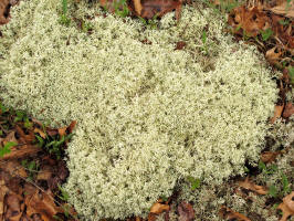 Lichens_thumbs